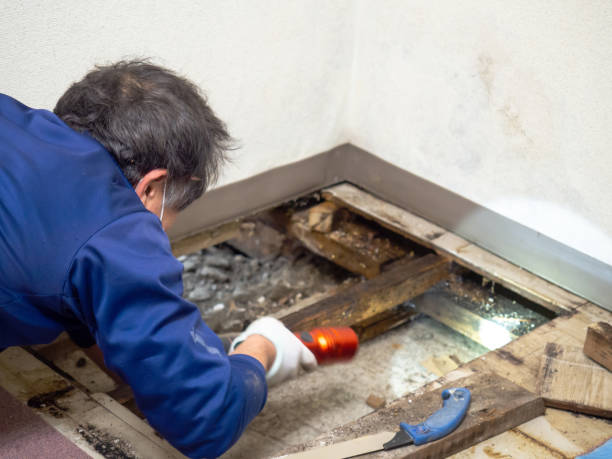Best Fast Mold Removal  in Bazon, CA