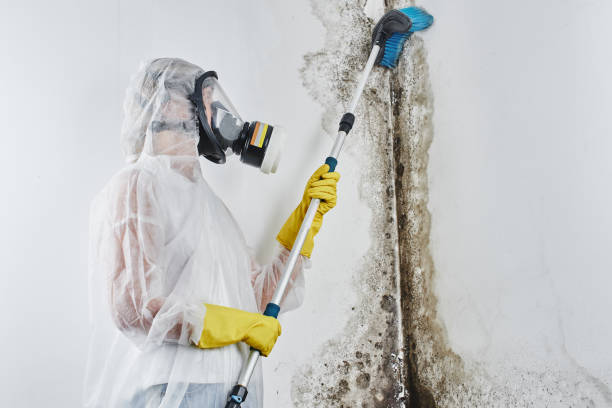 Best Commercial Mold Removal  in Bazon, CA