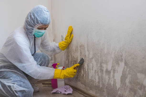 Best Professional Mold Removal  in Bazon, CA