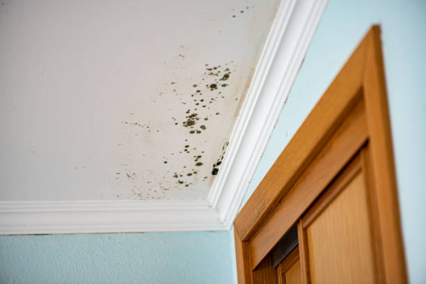 Trusted Cabazon, CA Mold Removal Experts