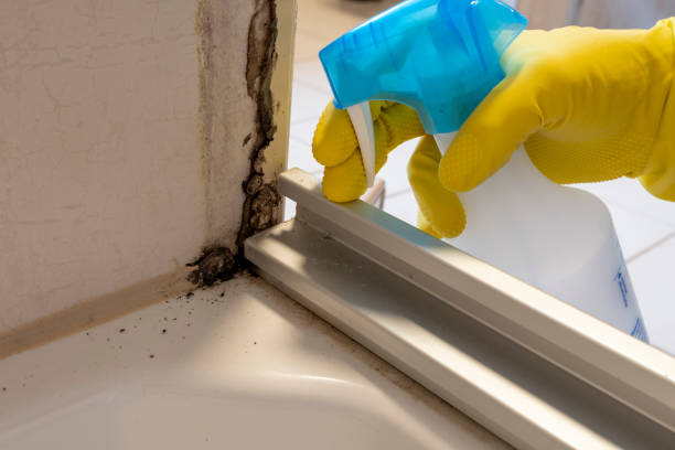 Best Office Mold Removal Services  in Bazon, CA
