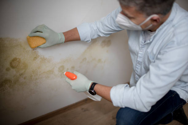 Best Attic Mold Removal  in Bazon, CA