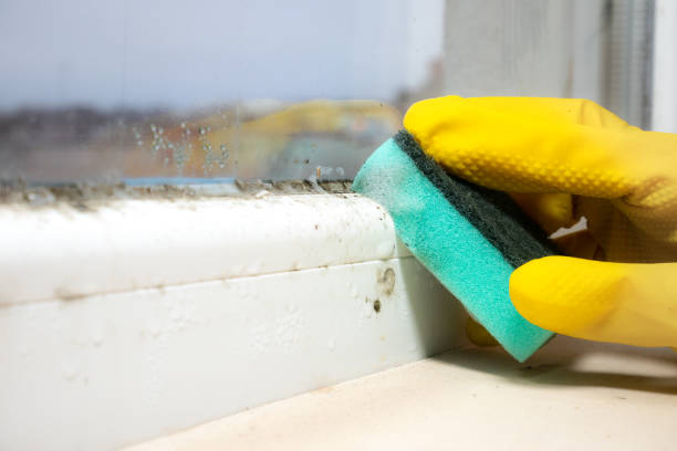 Mold Removal Process in Cabazon, CA