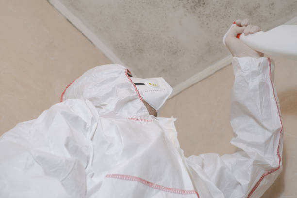 Best Mold Removal Company Near Me  in Bazon, CA