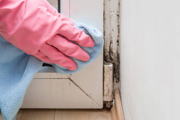 Best Best Mold Removal Companies  in Bazon, CA