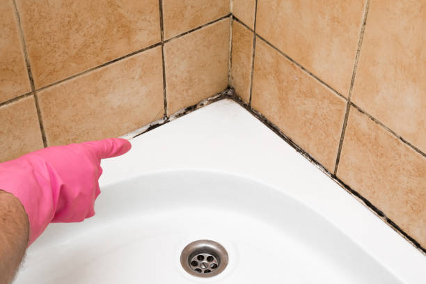 Best Local Mold Removal Service  in Bazon, CA